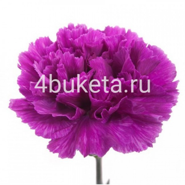 Гвоздика_сортовая - Работает доставка цветов Железногорск