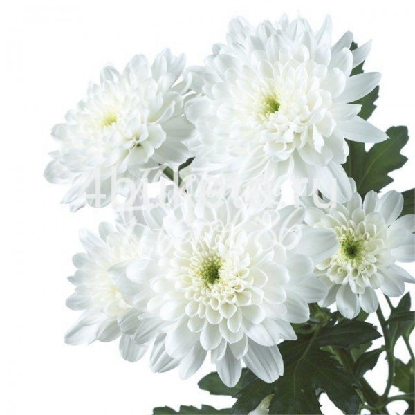Хризантема балтика белая - Работает доставка цветов Железногорск