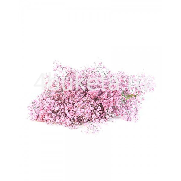Гипсофила розовая - Работает доставка цветов Железногорск