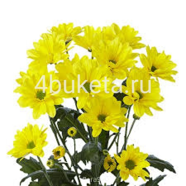 Хризантема Баккарди желтая - Работает доставка цветов Железногорск