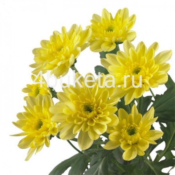 Хризантема балтика желтая - Работает доставка цветов Железногорск
