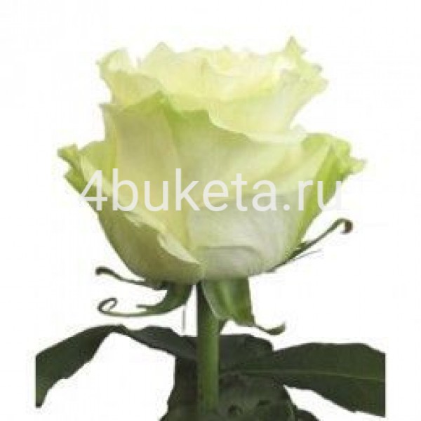Роза Эквадор белая - Работает доставка цветов Железногорск