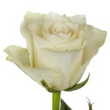 Роза кения Белая