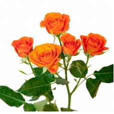 Роза кустовая оранж