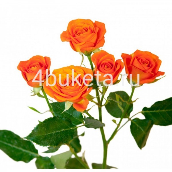 Роза кустовая оранж - Работает доставка цветов Железногорск