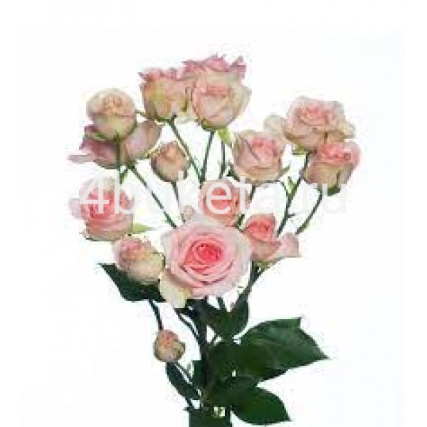 Роза кустовая розовая - Работает доставка цветов Железногорск