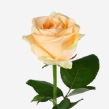 Роза Эквадор персиковая