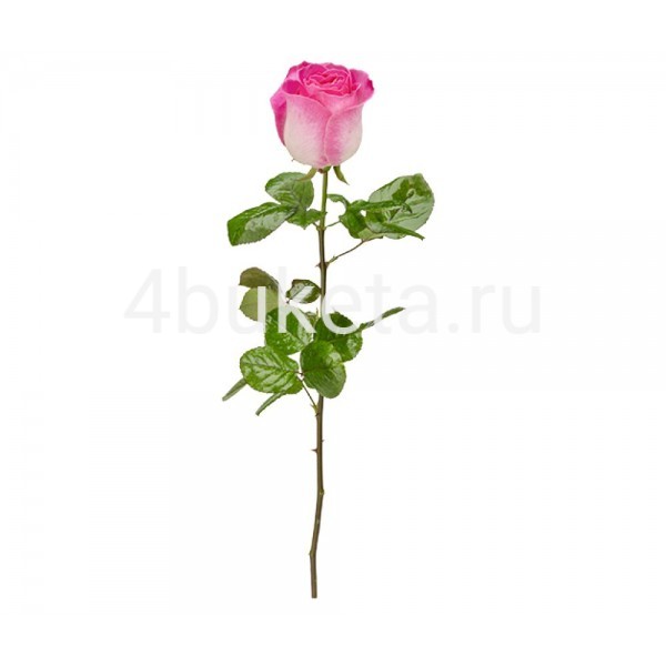 Роза Эквадор нежно-розовая - Работает доставка цветов Железногорск