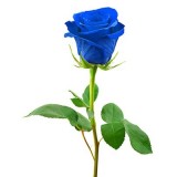 Роза Эквадор синяя